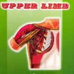 Anatomy Hand Out Note of Upper Limb PDF Download